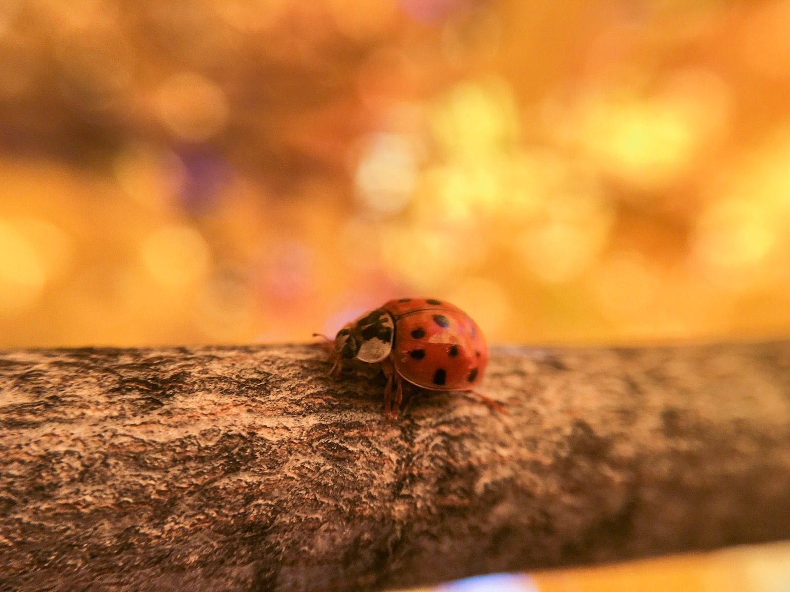 Ladybug